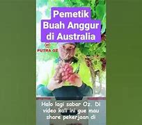 Cara Kerja Di Australia Sebagai Pemetik Buah